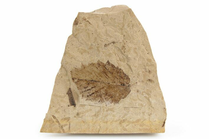 Fossil Leaf (Betula?) Plate - McAbee, BC #253986